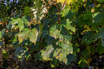 Sycamore tree leaves in autumn with black spotting or tar spot disease caused by rhytisma acerinum...