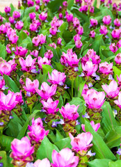 Obraz premium pink and white flowers