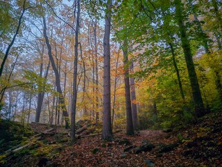 Serene Autumn Forest Scene