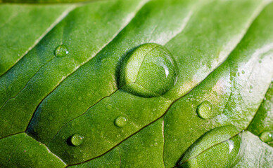 Close-up of fresh young spring green leaf highlighted reveal green leaf texture sprinkled with water drops