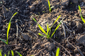 A young sprout winters in the soil. A plowed field for growing rye