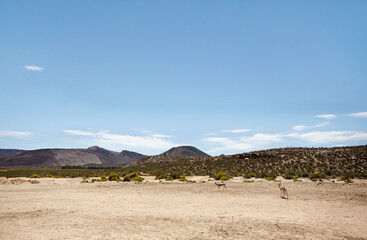 Nature, wildlife animals and antelope outdoor at game reserve, safari or environment. Landscape, savannah and national park with springbuck for travel, tourism or mockup space with mountain in Africa