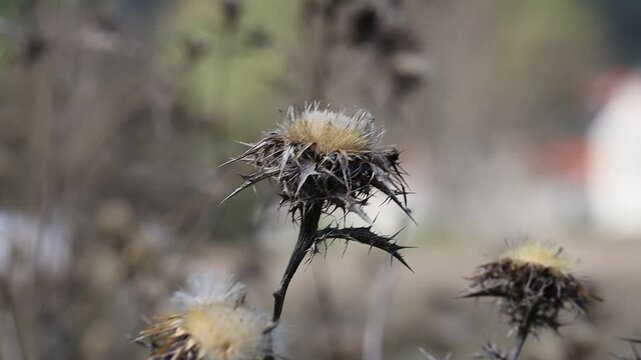 FloresDeOutono_Ed_25_10_24. Flor de outono e vento forte.