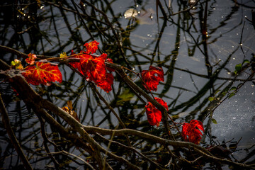 Red autumn leaves