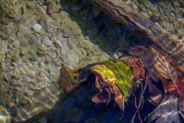 Leaves under water