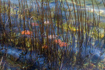 Reeds in the water with autumn leaves