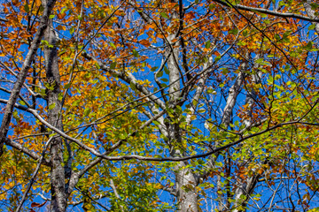 Autumn leaves in the sun