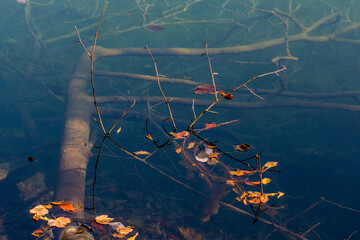 Yellow leaves on the lake