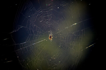Spider in a broken net waiting for prey in the morning light
