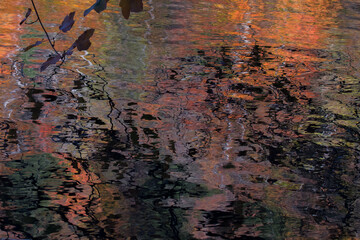 Water reflection of an autumn forrest in sunset