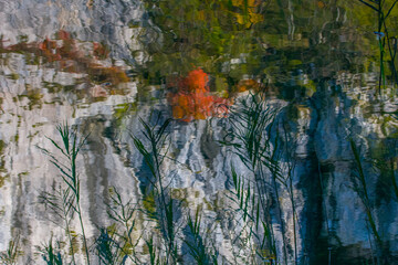 Reflection of a red tree on a rock in clear lake  water