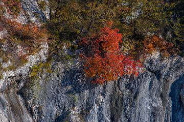 Autumn coloured tree on a rock
