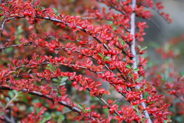 Berberis thunbergii, the japanese barberry. Fall, red leaves red berries.