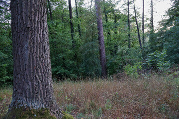 Obraz premium Forest Scene with Large Tree Trunks in a Grassy Clearing