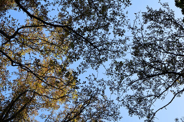 Silhouette of Tree Branches with Autumn Foliage Against Clear Blue Sky