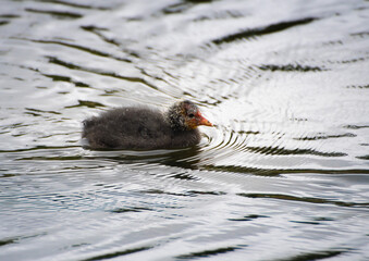 Baby  coot  chick swimming  on water 