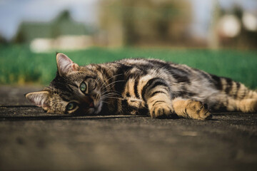 Cat laying down