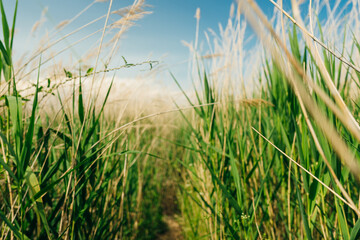 Close up of tall reeds growing in a pond