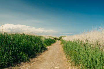 Close up of tall reeds growing in a pond