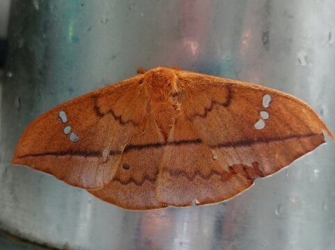 Cricula trifenestrata close up photo