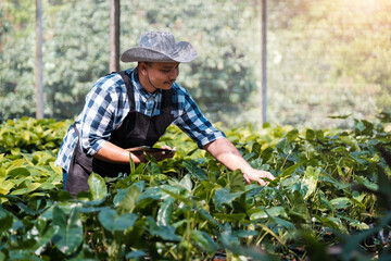 Smart farmer using tablet technology checking analyzing air purifier plant for water and growth content, gardener plant biologist taking care for outdoor nature plants trees using modern technology