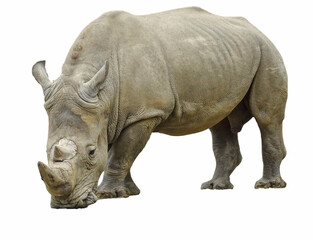 Obraz premium A white rhino isolated on white