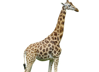 Giraffe isolated on white background