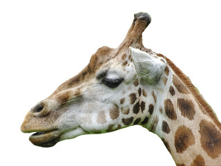The head of a giraffe isolated on white
