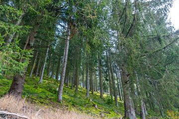 Fototapeta premium Herbstlicher Wald auf dem Wanderweg zu den Bieley-Felsen - Matterhorn der Eifel nahe Höfener Mühle auf der Narzissenroute
