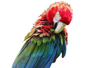 Green-winged macaw parrot. Ara chloropterus isolated on white © Herman Vlad