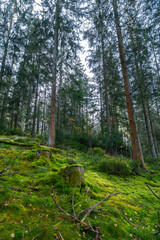 Obraz premium Herbstlicher Wald auf dem Wanderweg zu den Bieley-Felsen - Matterhorn der Eifel nahe Höfener Mühle auf der Narzissenroute
