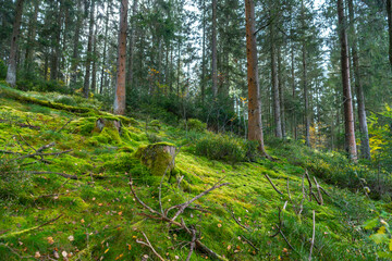 Herbstlicher Wald auf dem Wanderweg zu den Bieley-Felsen - Matterhorn der Eifel nahe Höfener Mühle auf der Narzissenroute