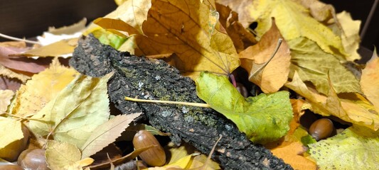 Tree bark and fall yellow leaves