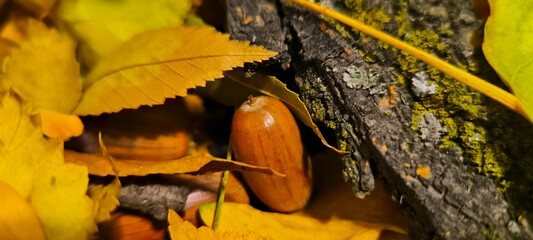 Acorn and fall yellow leaves