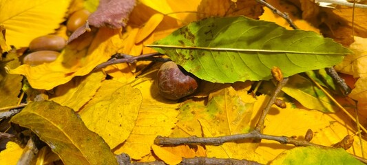 Chestnut and autumn yellow leaves