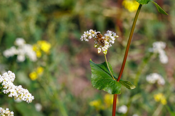 A close-up of a bee collecting nectar and pollen from a white buckwheat flower against a backdrop of lush green leaves, highlighting the intricate details of the pollination process