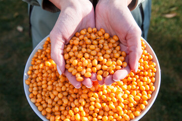 crop of ripe sea buckthorn berries in a hands
