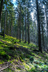 Herbstlicher Wald auf dem Wanderweg zu den Bieley-Felsen - Matterhorn der Eifel nahe Höfener Mühle auf der Narzissenroute