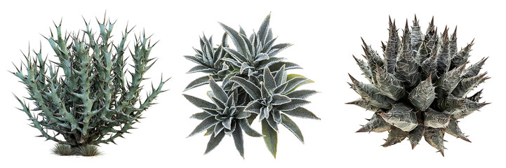 Set of spiky bush with sharp, pointed leaves, isolated on a white or transparent background, highlighting the texture and unique structure of the plant