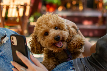maltipoo dog