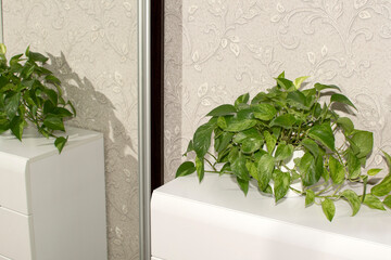 Home decorative plant in the room reflected in mirror	
