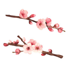 Hand-drawn water colour painting plum blossom
