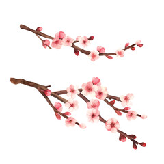 Hand-drawn water colour painting plum blossom