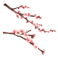 Hand-drawn water colour painting plum blossom