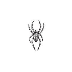 Spider sketch. Vector graphic line illustration, hand drawn isolated. Black and white doodle. Spooky dangerous insect Black widow, wild animals. Clipart for Halloween postcard, sticker, tattoo, logo.