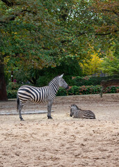zebras in the zoo in Berlin, Germany