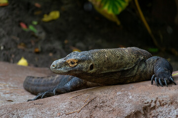 Large Komodo Dragon resting on a rock outdoors