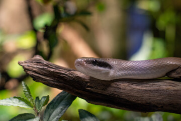 Snake in the wilderness close up