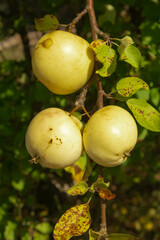 apples on a tree