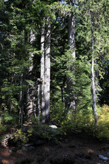 Obraz premium Hiking trail in Burnaby Mountain park, Vancouver, BC Canada